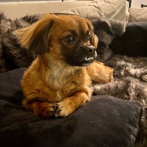 Meet your Posher, Tyler